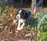 Girl 2, a female Cavalier King Charles Spaniel for sale in Tulsa, OK – Photo 6 of 8