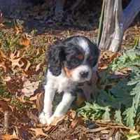 Girl 2, a female Cavalier King Charles Spaniel for sale in Tulsa, OK – Photo 4 of 8