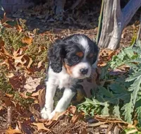 Girl 2, a female Cavalier King Charles Spaniel for sale in Tulsa, OK – Photo 4 of 8