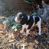 Girl 2, a female Cavalier King Charles Spaniel for sale in Tulsa, OK – Photo 2 of 8
