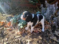 Girl 2, a female Cavalier King Charles Spaniel for sale in Tulsa, OK – Photo 2 of 8
