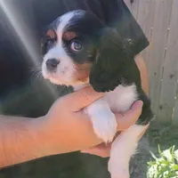 Girl 2, a female Cavalier King Charles Spaniel for sale in Tulsa, OK – Photo 3 of 8