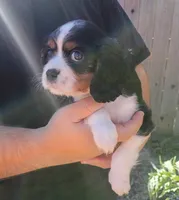 Girl 2, a female Cavalier King Charles Spaniel for sale in Tulsa, OK – Photo 3 of 8