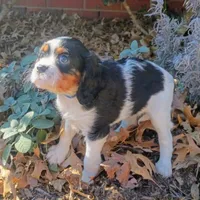 Girl 2, a female Cavalier King Charles Spaniel for sale in Tulsa, OK – Photo 1 of 8