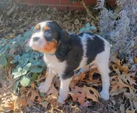 Girl 2, a female Cavalier King Charles Spaniel for sale in Tulsa, OK – Photo 1 of 8