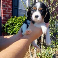 Girl 2, a female Cavalier King Charles Spaniel for sale in Tulsa, OK – Photo 8 of 8