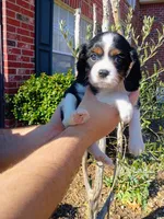 Girl 2, a female Cavalier King Charles Spaniel for sale in Tulsa, OK – Photo 8 of 8