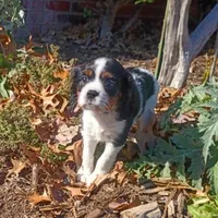 Girl 2, a female Cavalier King Charles Spaniel for sale in Tulsa, OK – Photo 5 of 8