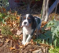 Girl 2, a female Cavalier King Charles Spaniel for sale in Tulsa, OK – Photo 5 of 8