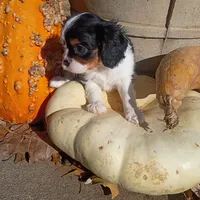 Girl 1, a female Cavalier King Charles Spaniel for sale in Tulsa, OK – Photo 3 of 7