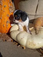 Girl 1, a female Cavalier King Charles Spaniel for sale in Tulsa, OK – Photo 3 of 7