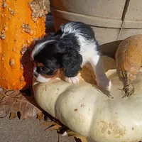 Girl 1, a female Cavalier King Charles Spaniel for sale in Tulsa, OK – Photo 4 of 7