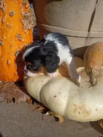 Girl 1, a female Cavalier King Charles Spaniel for sale in Tulsa, OK – Photo 4 of 7