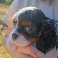 Girl 1, a female Cavalier King Charles Spaniel for sale in Tulsa, OK – Photo 2 of 7