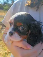 Girl 1, a female Cavalier King Charles Spaniel for sale in Tulsa, OK – Photo 2 of 7