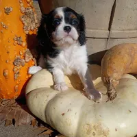 Girl 1, a female Cavalier King Charles Spaniel for sale in Tulsa, OK – Photo 6 of 7