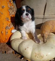 Girl 1, a female Cavalier King Charles Spaniel for sale in Tulsa, OK – Photo 6 of 7