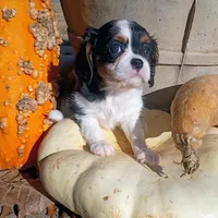 Girl 1, a female Cavalier King Charles Spaniel for sale in Tulsa, OK – Photo 1 of 7