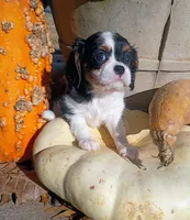 Girl 1, a female Cavalier King Charles Spaniel for sale in Tulsa, OK – Photo 1 of 7