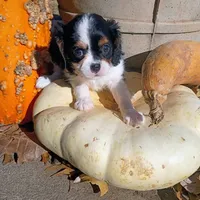 Girl 1, a female Cavalier King Charles Spaniel for sale in Tulsa, OK – Photo 7 of 7