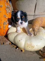 Girl 1, a female Cavalier King Charles Spaniel for sale in Tulsa, OK – Photo 7 of 7