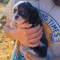 Girl 1, a female Cavalier King Charles Spaniel for sale in Tulsa, OK – Photo 5 of 7