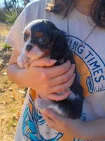 Girl 1, a female Cavalier King Charles Spaniel for sale in Tulsa, OK – Photo 5 of 7