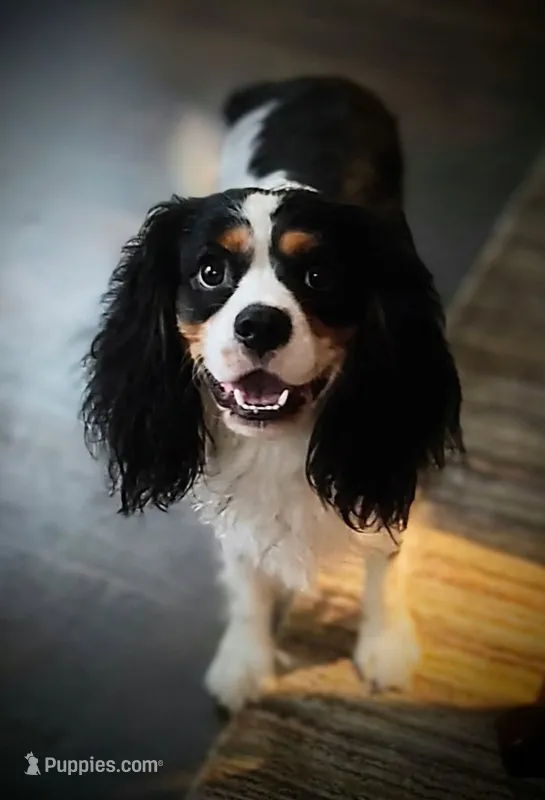 Frenklin – Cavalier King Charles Spaniel puppy for sale in Tulsa, OK