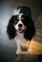 Frenklin, a male Cavalier King Charles Spaniel for sale in Tulsa, OK – 1 of 2