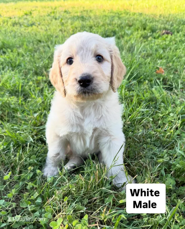 White male – Goldendoodle puppy for sale in Willits, CA