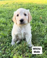 White male, a male Goldendoodle for sale in Willits, CA – 1 of 4