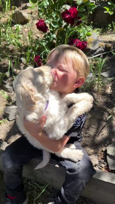 White female, a female Goldendoodle for sale in Willits, CA – 4 of 4