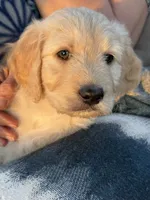 White male, a male Goldendoodle for sale in Willits, CA – 3 of 4