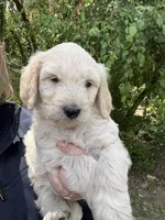 White female, a female Goldendoodle for sale in Willits, CA – 2 of 4