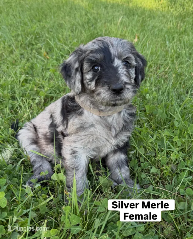 Silver Merle Female Goldendoodle – Goldendoodle puppy for sale in Willits, CA