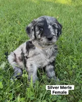 Silver Merle Female Goldendoodle, a female Goldendoodle for sale in Willits, CA – 1 of 4