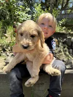 Tan Male Goldendoodle, a male Goldendoodle for sale in Willits, CA – 2 of 5