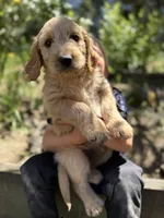 Tan Male Goldendoodle, a male Goldendoodle for sale in Willits, CA – 4 of 5
