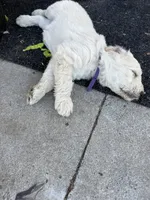White female, a female Goldendoodle for sale in Willits, CA – 3 of 4