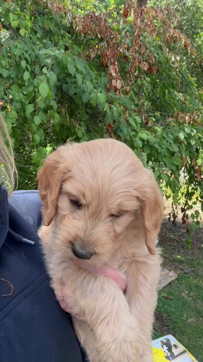 Tan Male Goldendoodle, a male Goldendoodle for sale in Willits, CA – 5 of 5