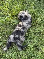 Silver Merle Female Goldendoodle, a female Goldendoodle for sale in Willits, CA – 3 of 4