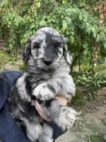 Silver Merle Female Goldendoodle, a female Goldendoodle for sale in Willits, CA – 2 of 4