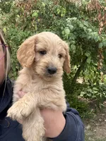 Tan Male Goldendoodle, a male Goldendoodle for sale in Willits, CA – 3 of 5