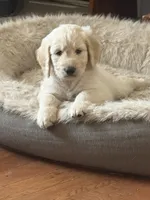 White male, a male Goldendoodle for sale in Willits, CA – 2 of 4