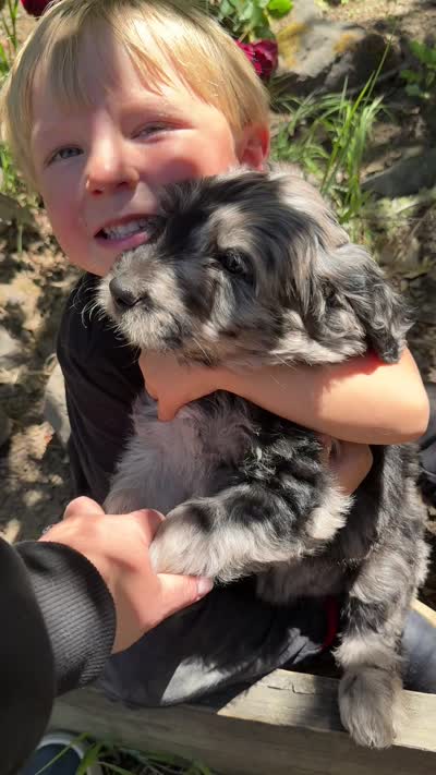 Silver Merle Female Goldendoodle, a female Goldendoodle for sale in Willits, CA – 4 of 4