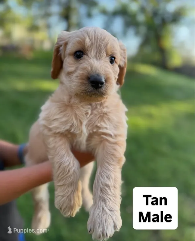Tan Male Goldendoodle – Goldendoodle puppy for sale in Willits, CA