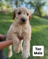 Tan Male Goldendoodle, a male Goldendoodle for sale in Willits, CA – 1 of 5