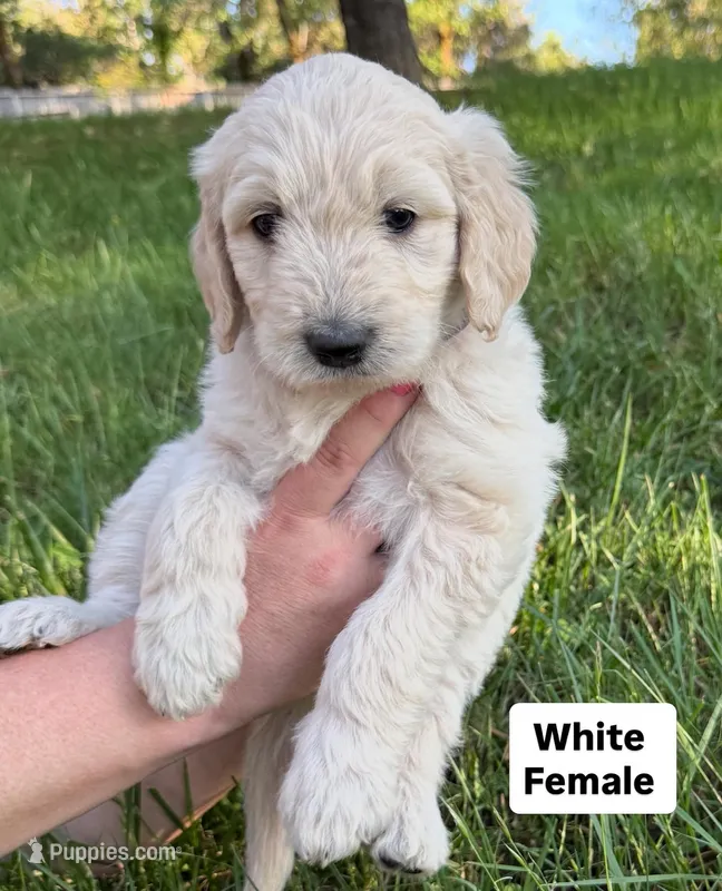White female – Goldendoodle puppy for sale in Willits, CA