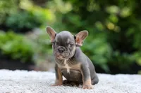 Elsa, a female French Bulldog for sale in Millersburg, OH – 7 of 9