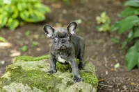 Easton, a male French Bulldog for sale in Millersburg, OH – 6 of 10